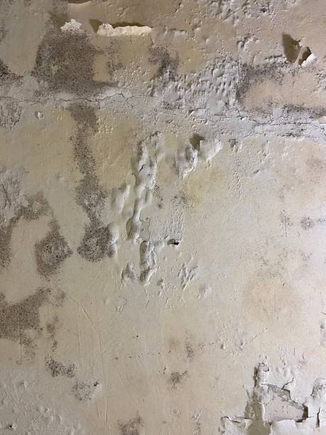 Best Local Mold Removal Service  in La Plata, NM