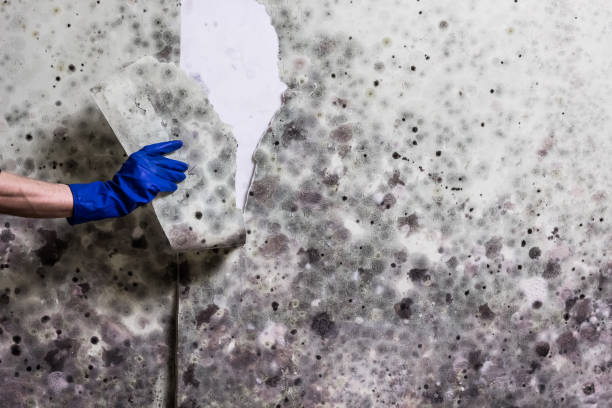 Best Commercial Mold Removal  in La Plata, NM
