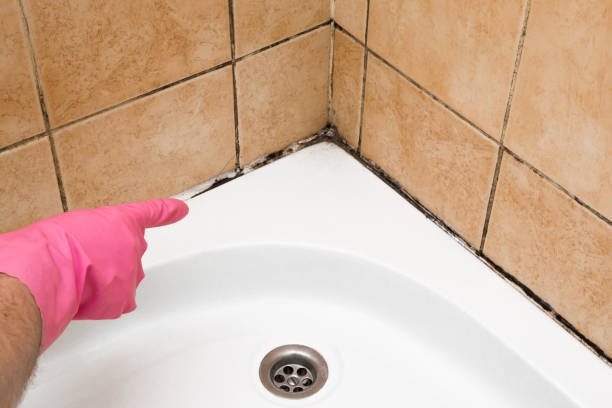 Best Residential Mold Removal  in La Plata, NM