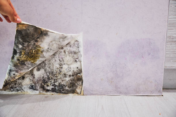 Best Black Mold Removal  in La Plata, NM
